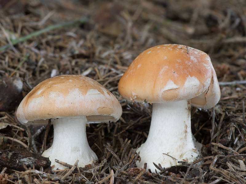 Leucocortinarius bulbiger